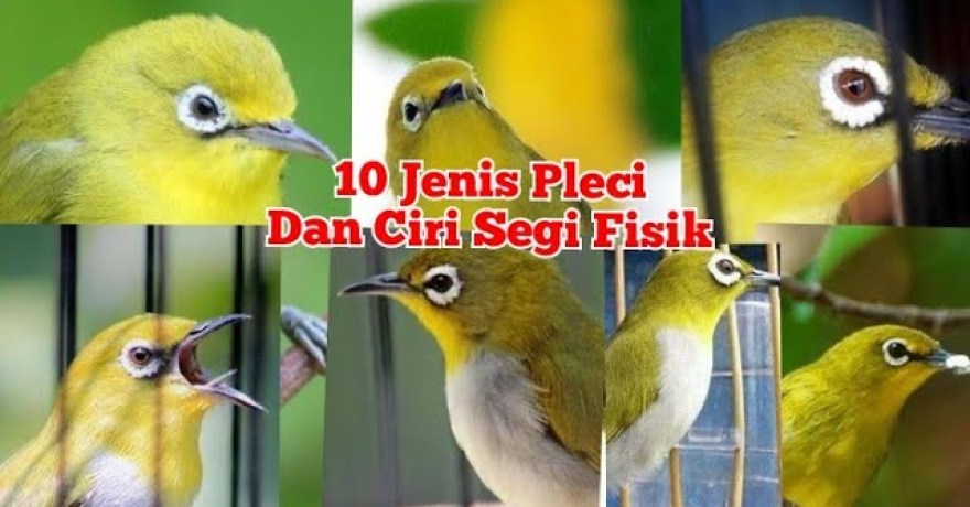 Mengenal Jenis Pleci Berdasarkan Daerah Asal yang Menarik Mengenal Jenis Pleci Berdasarkan Daerah Asal yang Menarik