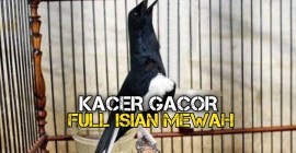 Teknik Jemur Kacer agar Cepat Gacor untuk Suara Maksimal Teknik Jemur Kacer agar Cepat Gacor untuk Suara Maksimal