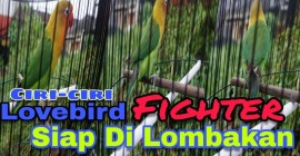 Cara Mengetahui Burung Siap Naik Gantang dengan Mudah dan Cepat Cara Mengetahui Burung Siap Naik Gantang dengan Mudah dan Cepat