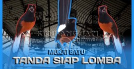 Tanda Burung Siap Dilombakan: Ciri-Ciri yang Perlu Diketahui Tanda Burung Siap Dilombakan: Ciri-Ciri yang Perlu Diketahui