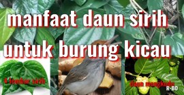 Manfaat Daun Sirih untuk Burung Kicau yang Wajib Diketahui Manfaat Daun Sirih untuk Burung Kicau yang Wajib Diketahui