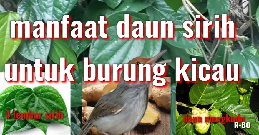 Manfaat Daun Sirih untuk Burung Kicau yang Wajib Diketahui Manfaat Daun Sirih untuk Burung Kicau yang Wajib Diketahui
