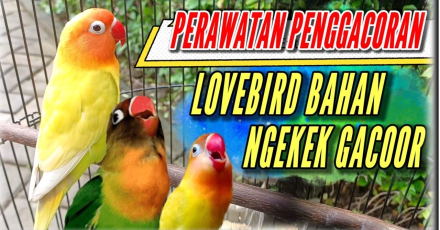 Perawatan Lovebird Biar Cepat Ngekek: Tips Ampuh untuk Anda Perawatan Lovebird Biar Cepat Ngekek: Tips Ampuh untuk Anda