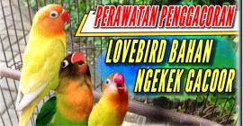 Perawatan Lovebird Biar Cepat Ngekek: Tips Ampuh untuk Anda Perawatan Lovebird Biar Cepat Ngekek: Tips Ampuh untuk Anda