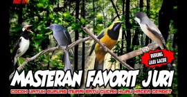 Cara Membaca Karakter Juri Burung untuk Menang Kompetisi Cara Membaca Karakter Juri Burung untuk Menang Kompetisi