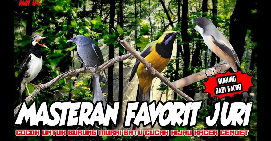 Cara Membaca Karakter Juri Burung untuk Menang Kompetisi Cara Membaca Karakter Juri Burung untuk Menang Kompetisi