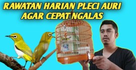 Pola Rawatan Pleci Harian: Rahasia Merawat Burung Pleci dengan Baik Pola Rawatan Pleci Harian: Rahasia Merawat Burung Pleci dengan Baik