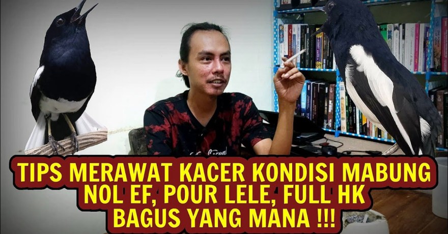 Tips Merawat Burung Kacer Mabung agar Sehat dan Ceria Tips Merawat Burung Kacer Mabung agar Sehat dan Ceria
