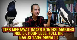 Tips Merawat Burung Kacer Mabung agar Sehat dan Ceria Tips Merawat Burung Kacer Mabung agar Sehat dan Ceria