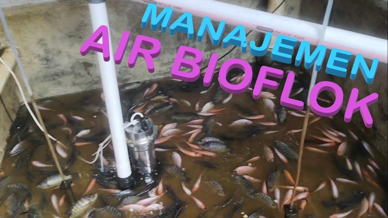 Strategi Efektif Manajemen Air untuk Budidaya Lele Bioflok yang Sukses Strategi Efektif Manajemen Air untuk Budidaya Lele Bioflok yang Sukses