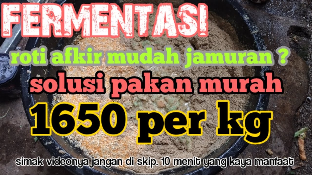 Optimalkan Budidaya Lele Bioflok dengan Fermentasi Pakan Dedak Jagung Optimalkan Budidaya Lele Bioflok dengan Fermentasi Pakan Dedak Jagung