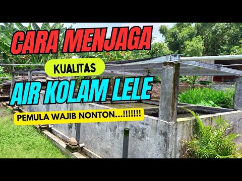 Menjaga Kesehatan Lele dengan Cara Efektif Mengatur Ph Air Bioflok Menjaga Kesehatan Lele dengan Cara Efektif Mengatur Ph Air Bioflok