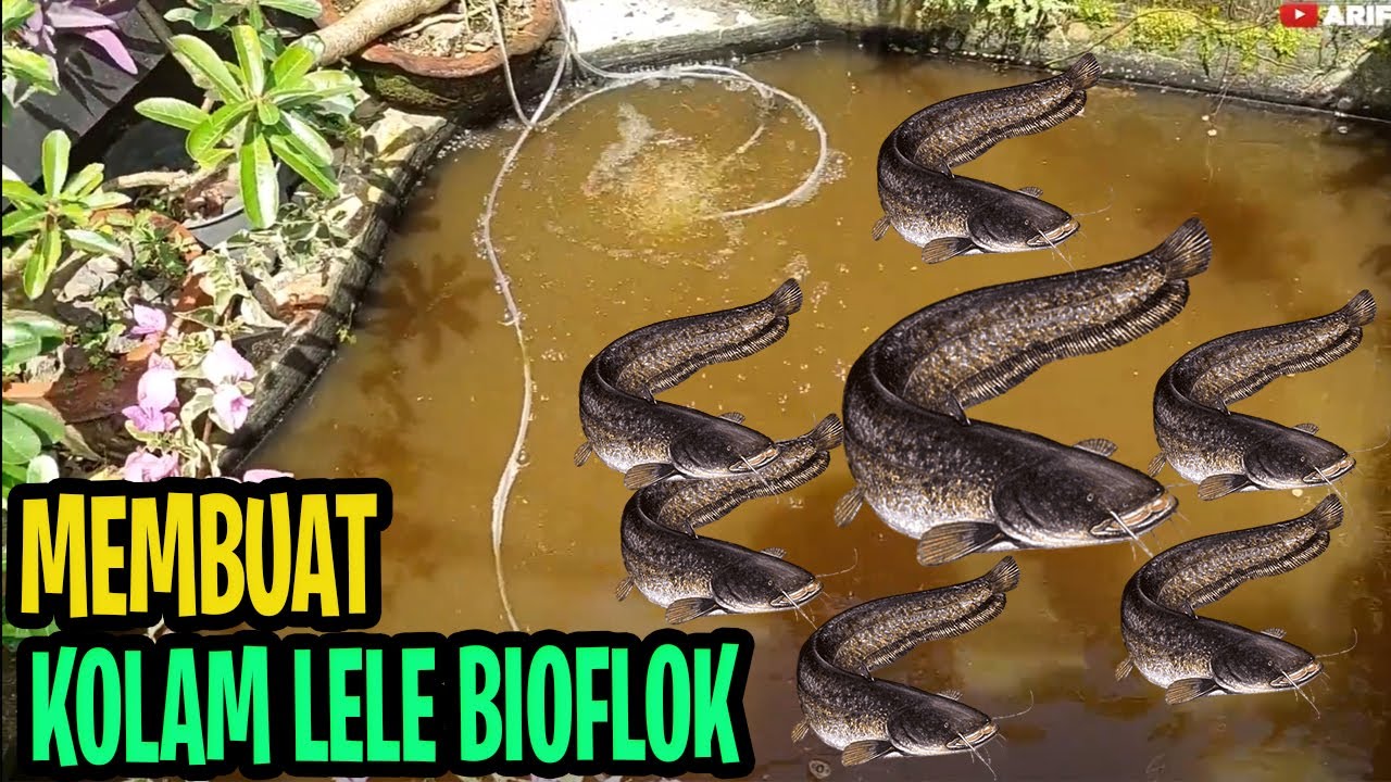 Kreativitas dalam Memilih Pakan Alami untuk Budidaya Lele Bioflok Kreativitas dalam Memilih Pakan Alami untuk Budidaya Lele Bioflok