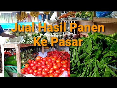 Strategi Cerdas Menjual Lele Hasil Panen dari Budidaya Bioflok Strategi Cerdas Menjual Lele Hasil Panen dari Budidaya Bioflok