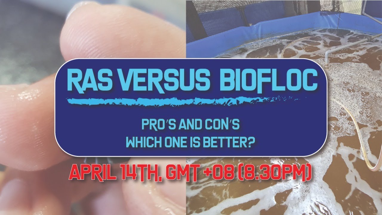 Membedah Teknologi Ras dan Bioflok untuk Budidaya Lele yang Sukses Membedah Teknologi Ras dan Bioflok untuk Budidaya Lele yang Sukses