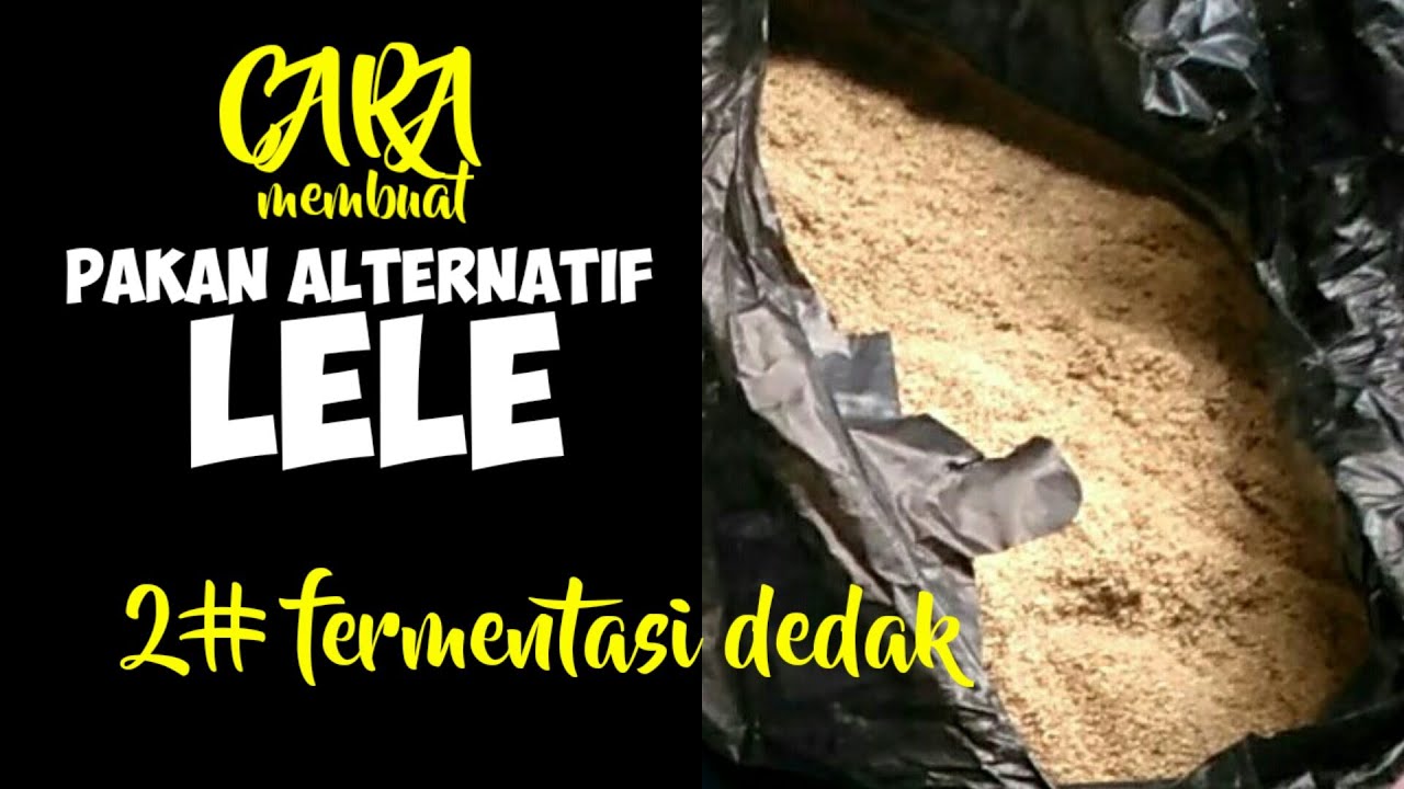 Manfaat Fermentasi Dedak dalam Budidaya Lele Bioflok yang Sukses Manfaat Fermentasi Dedak dalam Budidaya Lele Bioflok yang Sukses