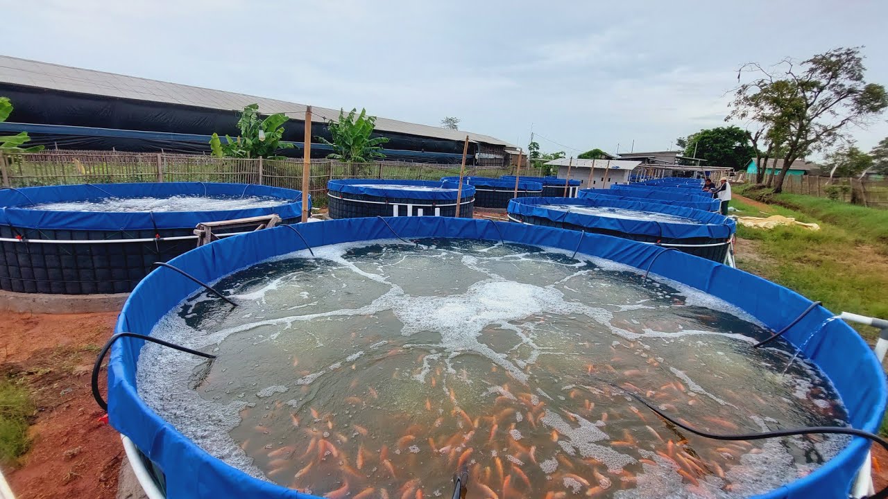 Bahan Kolam Bioflok Terjangkau untuk Budidaya Lele yang Sukses Bahan Kolam Bioflok Terjangkau untuk Budidaya Lele yang Sukses