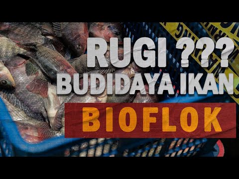 Mengungkap Potensi Keuntungan dalam Budidaya Lele Bioflok Mengungkap Potensi Keuntungan dalam Budidaya Lele Bioflok