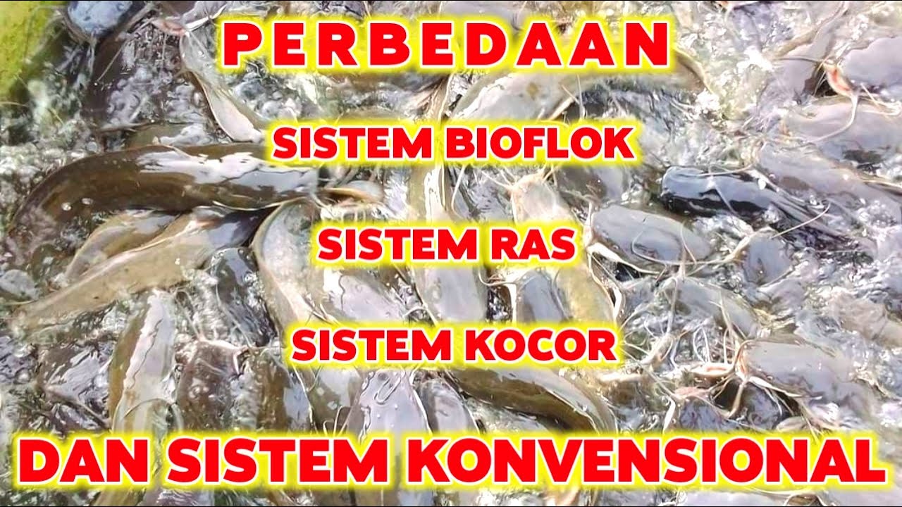 Perbandingan Metode Budidaya Lele: Bioflok Vs Konvensional Perbandingan Metode Budidaya Lele: Bioflok Vs Konvensional
