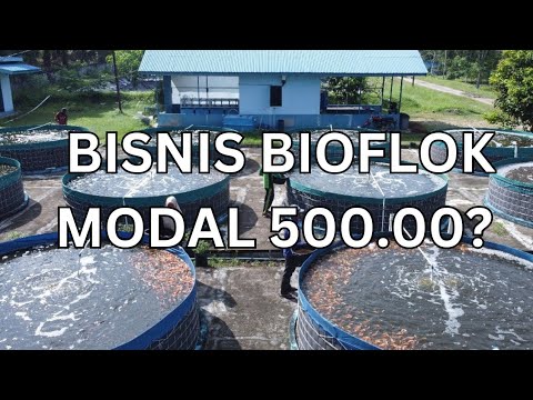 Strategi Cerdas Mengembangkan Usaha Budidaya Lele Bioflok yang Sukses Strategi Cerdas Mengembangkan Usaha Budidaya Lele Bioflok yang Sukses