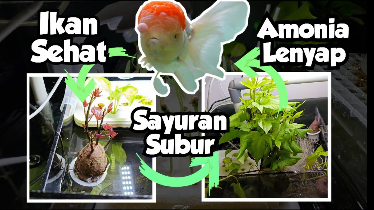 Mengenal Cara Efektif Menurunkan Amonia Tinggi dalam Budidaya Lele Bioflok Mengenal Cara Efektif Menurunkan Amonia Tinggi dalam Budidaya Lele Bioflok