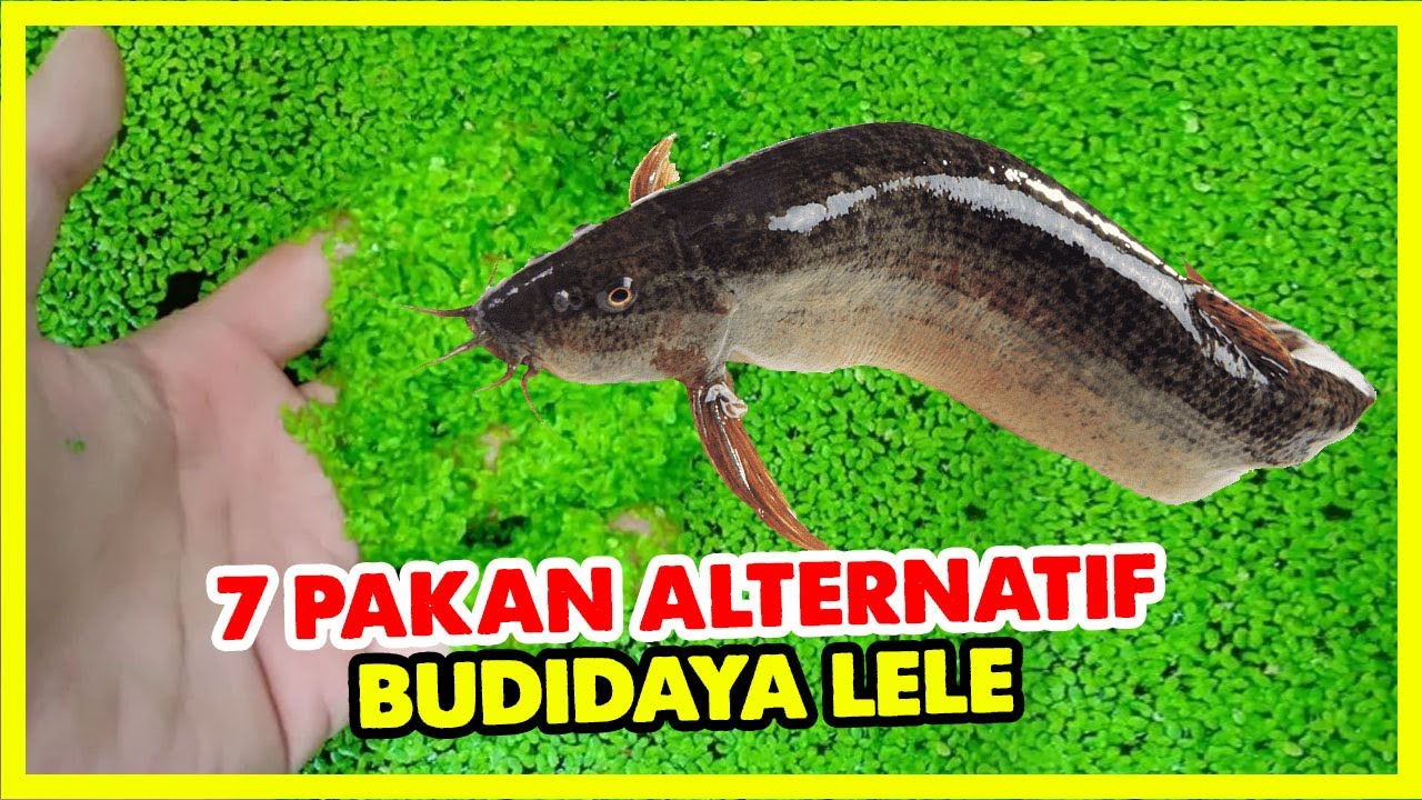 Strategi Efektif Menggunakan Pakan Alternatif untuk Budidaya Lele Bioflok Strategi Efektif Menggunakan Pakan Alternatif untuk Budidaya Lele Bioflok