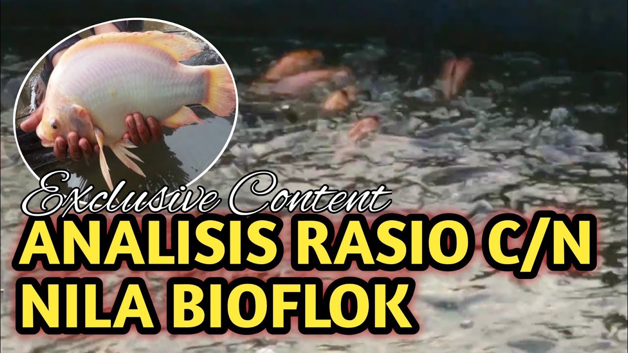 Meningkatkan Efisiensi Fcr dalam Budidaya Lele Bioflok yang Menguntungkan Meningkatkan Efisiensi Fcr dalam Budidaya Lele Bioflok yang Menguntungkan