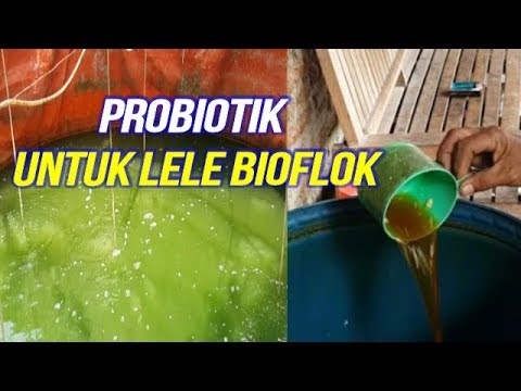 Optimalisasi Waktu Pemberian Probiotik untuk Budidaya Lele Bioflok yang Sukses Optimalisasi Waktu Pemberian Probiotik untuk Budidaya Lele Bioflok yang Sukses