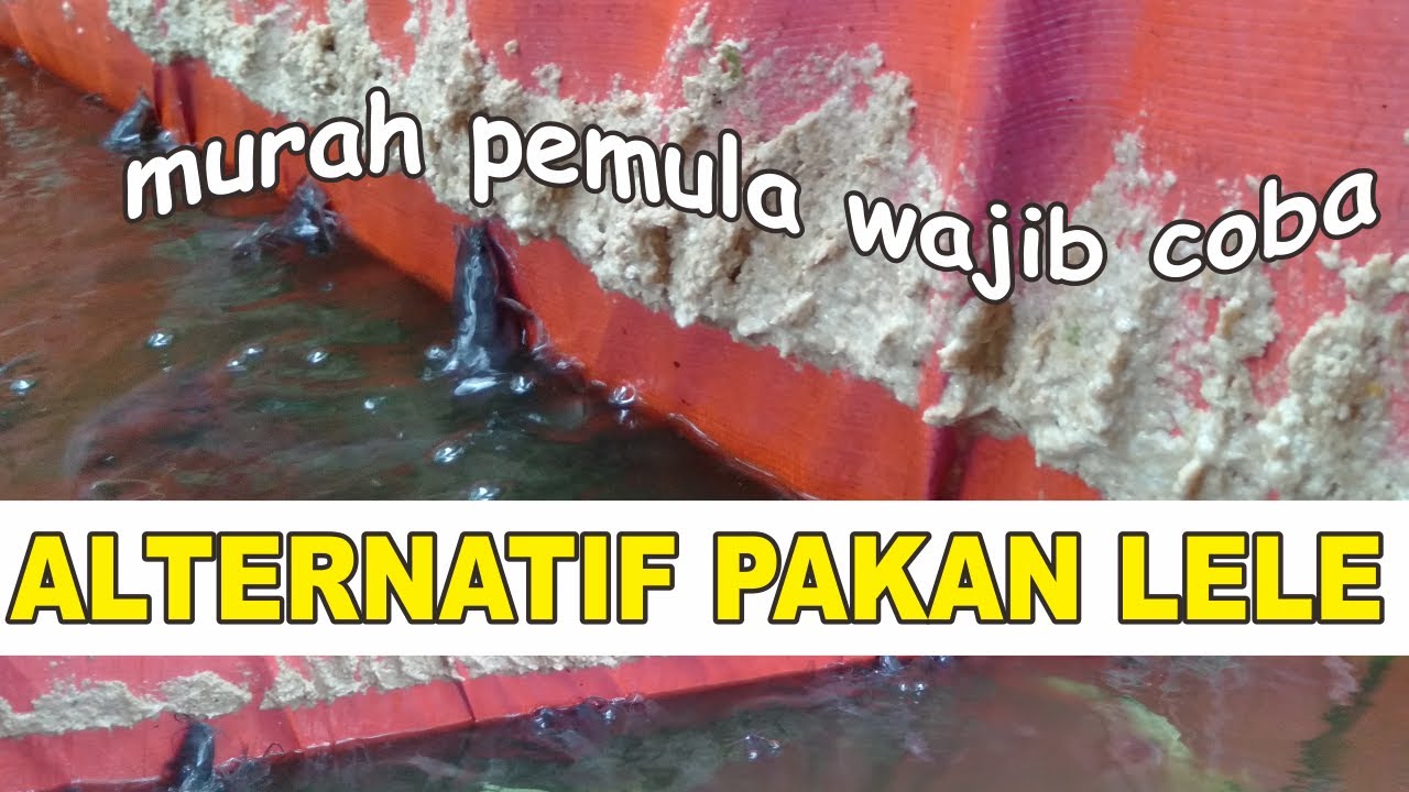 Pakan Lele Umur 1 Bulan: Tips Terbaik untuk Budidaya Lele Bioflok Sukses Pakan Lele Umur 1 Bulan: Tips Terbaik untuk Budidaya Lele Bioflok Sukses