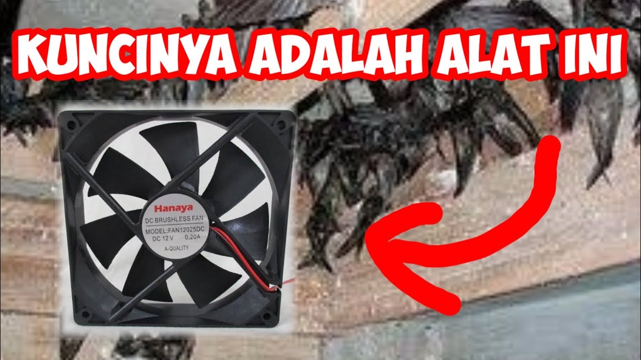 Optimalkan Sirkulasi Udara untuk Keberhasilan Budidaya Lele Bioflok Anda Optimalkan Sirkulasi Udara untuk Keberhasilan Budidaya Lele Bioflok Anda