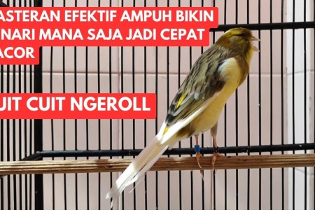 Keunikan Kenari Roller Jerman Suara Ngeroll yang Mengagumkan Keunikan Kenari Roller Jerman Suara Ngeroll yang Mengagumkan