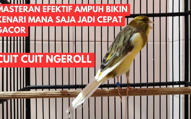 Keunikan Kenari Roller Jerman Suara Ngeroll yang Mengagumkan Keunikan Kenari Roller Jerman Suara Ngeroll yang Mengagumkan