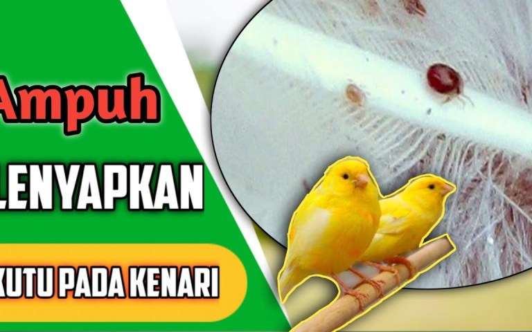 Obat Kutu Burung Kenari Alami: Solusi Ampuh untuk Kenari Sehat Obat Kutu Burung Kenari Alami: Solusi Ampuh untuk Kenari Sehat