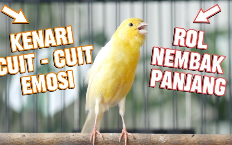 Solusi Mengatasi Kenari Tidak Mau Dimaster dengan Efektif Solusi Mengatasi Kenari Tidak Mau Dimaster dengan Efektif