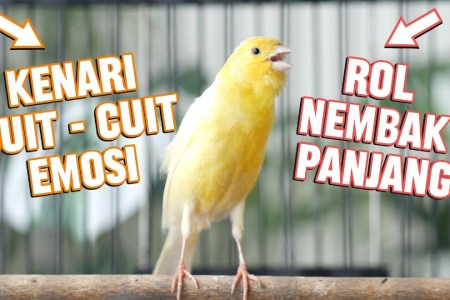 Solusi Mengatasi Kenari Tidak Mau Dimaster dengan Efektif Solusi Mengatasi Kenari Tidak Mau Dimaster dengan Efektif