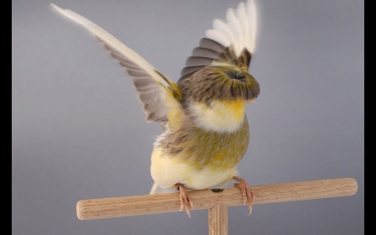 Keunikan dan Perawatan Kenari Jambul Kecil untuk Pemula Keunikan dan Perawatan Kenari Jambul Kecil untuk Pemula