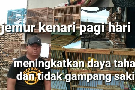 Cara Menjemur Kenari yang Benar agar Sehat dan Berwarna Cerah Cara Menjemur Kenari yang Benar agar Sehat dan Berwarna Cerah