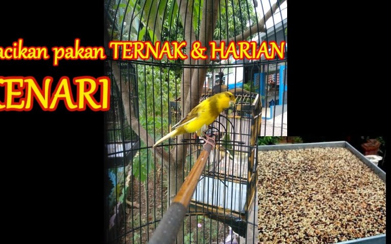 Perhitungan Pakan Harian Kenari yang Tepat untuk Kesehatan Optimal Perhitungan Pakan Harian Kenari yang Tepat untuk Kesehatan Optimal