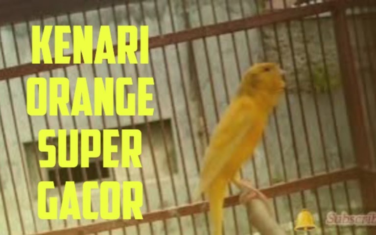 Mengenal Kenari Gacor Tapi Takut Orang: Tips untuk Mengatasinya Mengenal Kenari Gacor Tapi Takut Orang: Tips untuk Mengatasinya