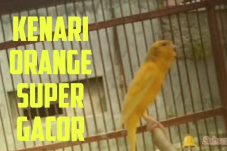Mengenal Kenari Gacor Tapi Takut Orang: Tips untuk Mengatasinya Mengenal Kenari Gacor Tapi Takut Orang: Tips untuk Mengatasinya