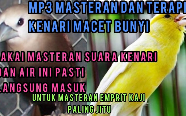 Cara Memaster Kenari dengan Mp3: Tips Efektif untuk Pemula Cara Memaster Kenari dengan Mp3: Tips Efektif untuk Pemula