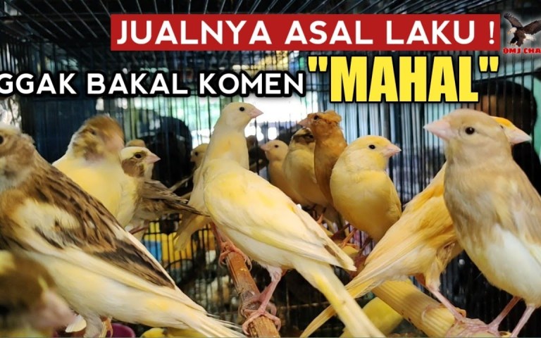 Tips Jual Kenari Cepat Laku: Strategi Efektif untuk Sukses Tips Jual Kenari Cepat Laku: Strategi Efektif untuk Sukses