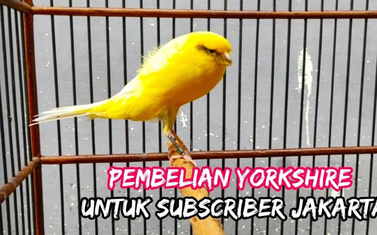 Harga Kenari Yorkshire Terbaru: Panduan Lengkap dan Update 2023 Harga Kenari Yorkshire Terbaru: Panduan Lengkap dan Update 2023