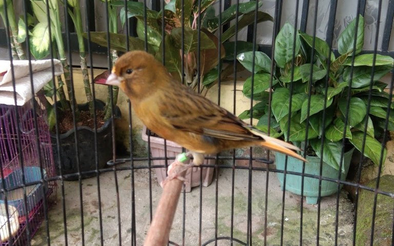 Rahasia Merawat Kenari Lokal Jantan Gacor agar Suara Optimal Rahasia Merawat Kenari Lokal Jantan Gacor agar Suara Optimal