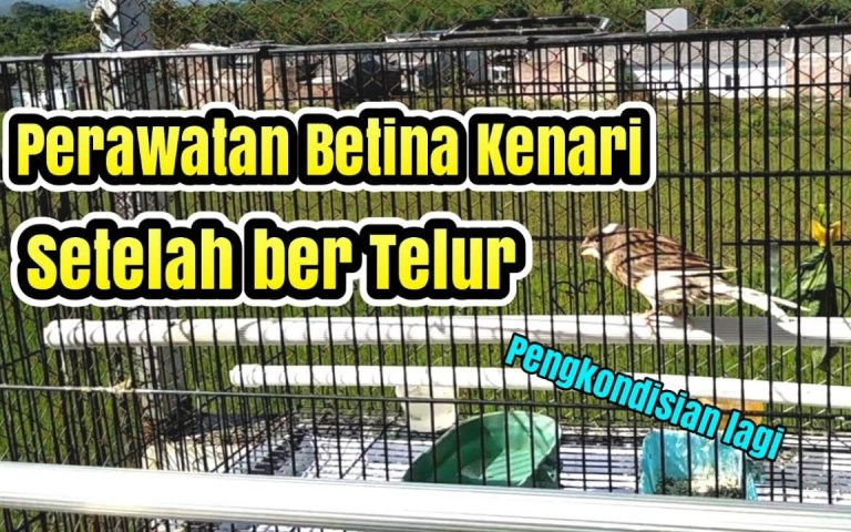 Perawatan Kenari Betina Siap Kawin untuk Hasilkan Indukan Berkualitas Perawatan Kenari Betina Siap Kawin untuk Hasilkan Indukan Berkualitas