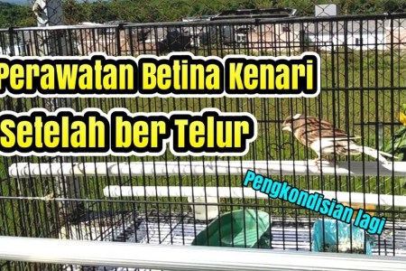 Perawatan Kenari Betina Siap Kawin untuk Hasilkan Indukan Berkualitas Perawatan Kenari Betina Siap Kawin untuk Hasilkan Indukan Berkualitas