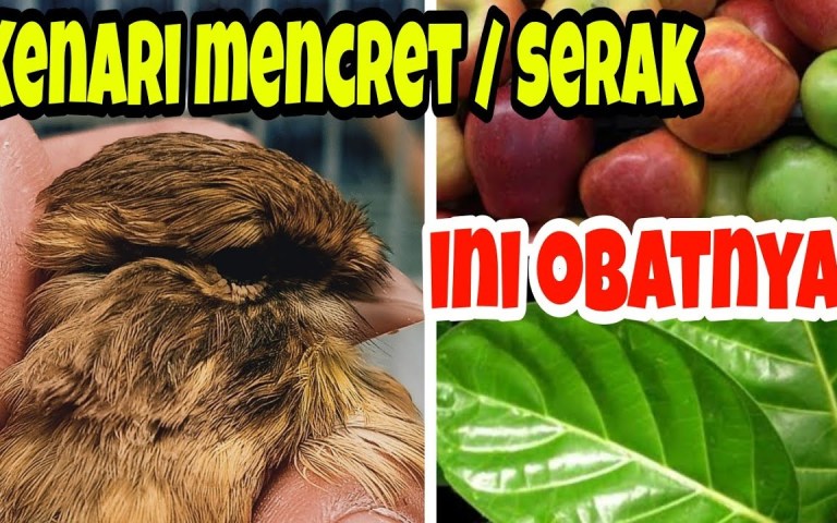 Cara Mengatasi Kenari Nyekukruk: Tips Ampuh untuk Pemula Cara Mengatasi Kenari Nyekukruk: Tips Ampuh untuk Pemula