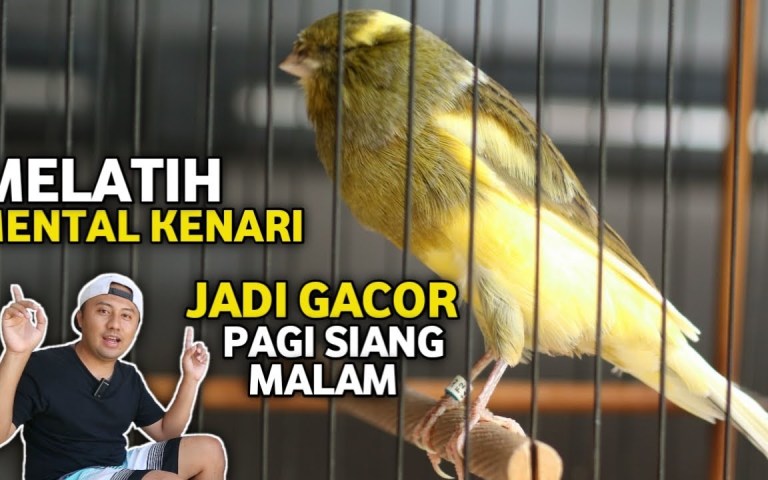Kenali Teknik Efektif untuk Kenari Jantan Latihan Mental Kenali Teknik Efektif untuk Kenari Jantan Latihan Mental