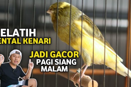 Kenali Teknik Efektif untuk Kenari Jantan Latihan Mental Kenali Teknik Efektif untuk Kenari Jantan Latihan Mental