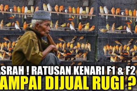 Daftar Harga Kenari F1-F2 Terbaru dan Tips Memilih yang Tepat Daftar Harga Kenari F1-F2 Terbaru dan Tips Memilih yang Tepat